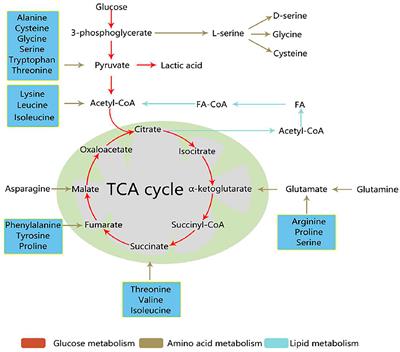 Metabonomic analysis of tumor microenvironments: a mini-review